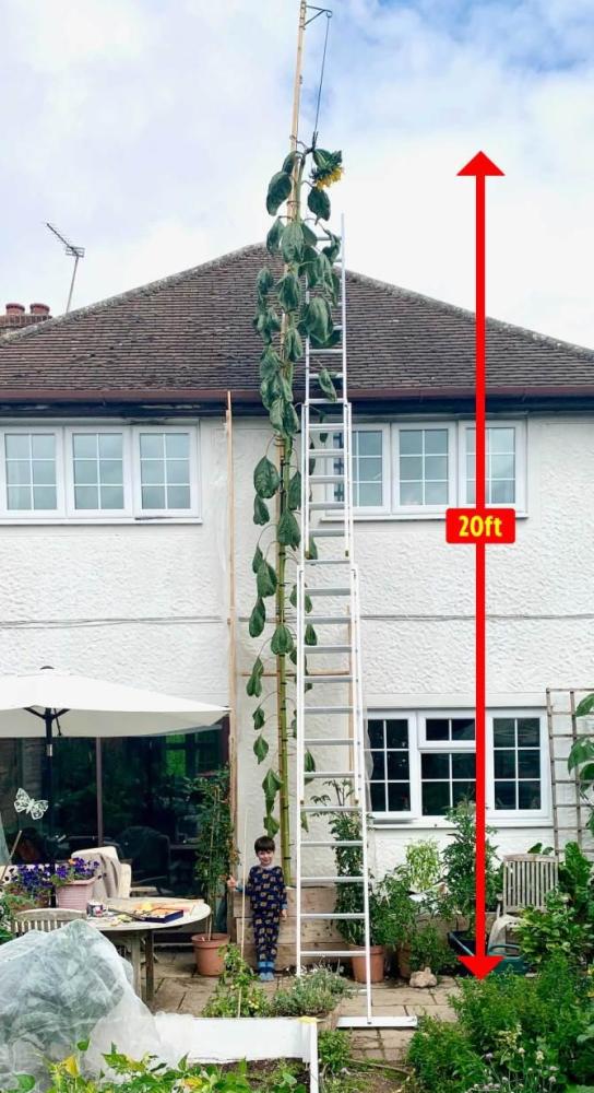 向日葵|为圆儿子的突发奇想 英国父亲用“魔豆”种出 比房还高的向日葵