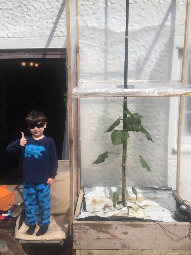 向日葵|为圆儿子的突发奇想 英国父亲用“魔豆”种出 比房还高的向日葵