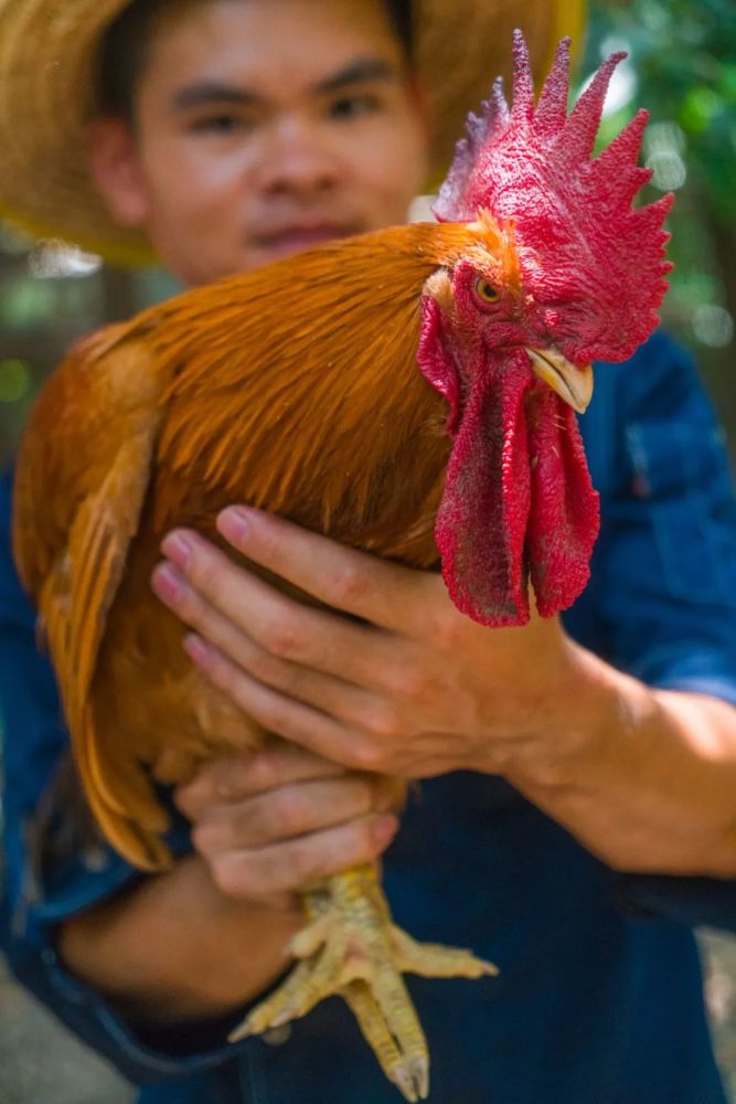 秘制烧汁 很好地把茄子的香味提炼出来 爽滑而充满茄香 多运动的鸡