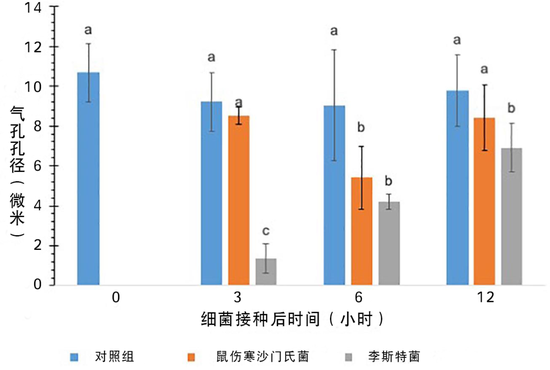 添加不同菌种培育后的生菜气孔大小(翻译 贺紫宸)