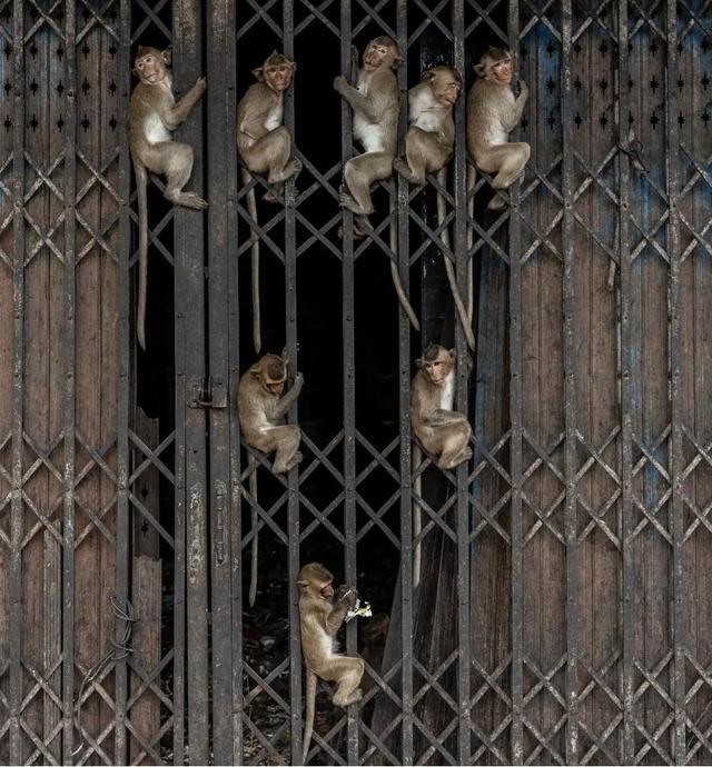 华富里|猩球崛起！泰国华富里被猕猴占领，当地居民躲躲藏藏全无办法