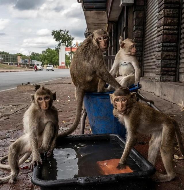 华富里|猩球崛起！泰国华富里被猕猴占领，当地居民躲躲藏藏全无办法