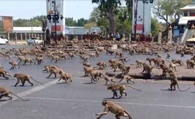 华富里|猩球崛起！泰国华富里被猕猴占领，当地居民躲躲藏藏全无办法
