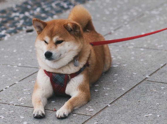 寵樂問答秋田犬和柴犬有什麼區別