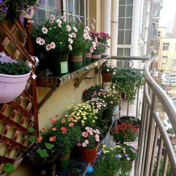 大部分人没有院子和露台的条件,都是在阳台养花,但是阳台养花可要有个