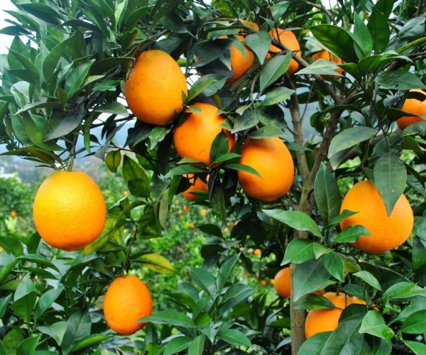 柑橘|橙子采果后怎样管理？