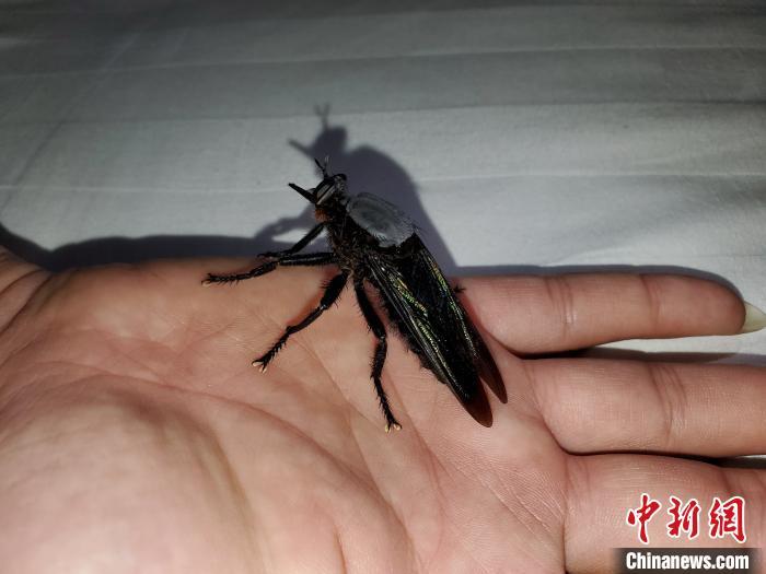 安徽发现最大蝇类个头似蜻蜓连蝉也敢捕食