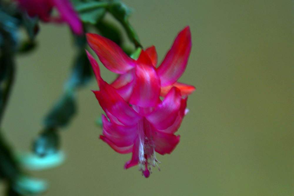 蟹爪花的花语是什么?栽种起来能有好运,花友们不要错过_腾讯新闻