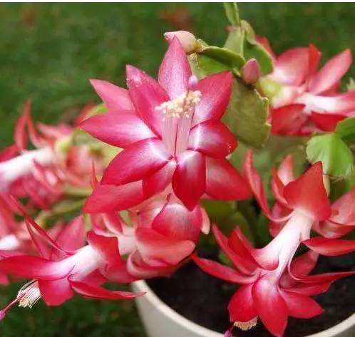 蟹爪花的花语是什么栽种起来能有好运花友们不要错过