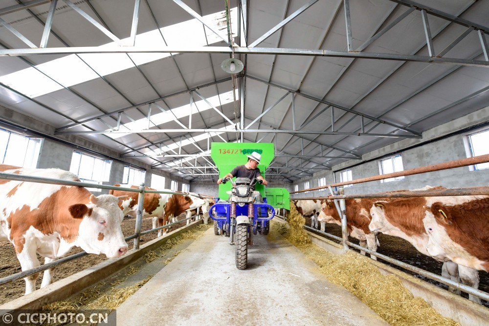 内蒙古巴林左旗:肉牛产业 致富一方