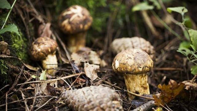 कवक ख न क म सम क द र न स अर क ख ल न क ल ए ट रफल स क उपय ग क य ज त ह Matsutake क ज प न म न र य त क य ज त ह य न न न ल ग इस