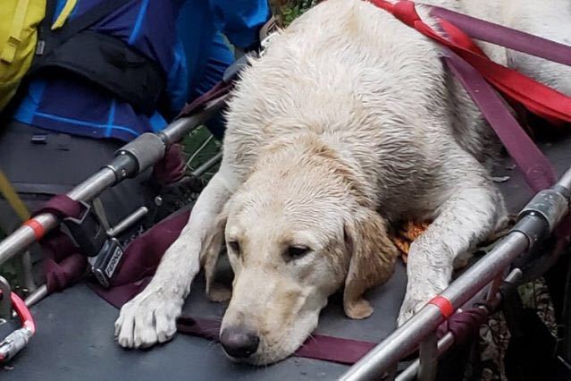 拉布拉多犬|108斤拉布拉多与主人徒步中暑，美国救援队花6小时将它抬下山