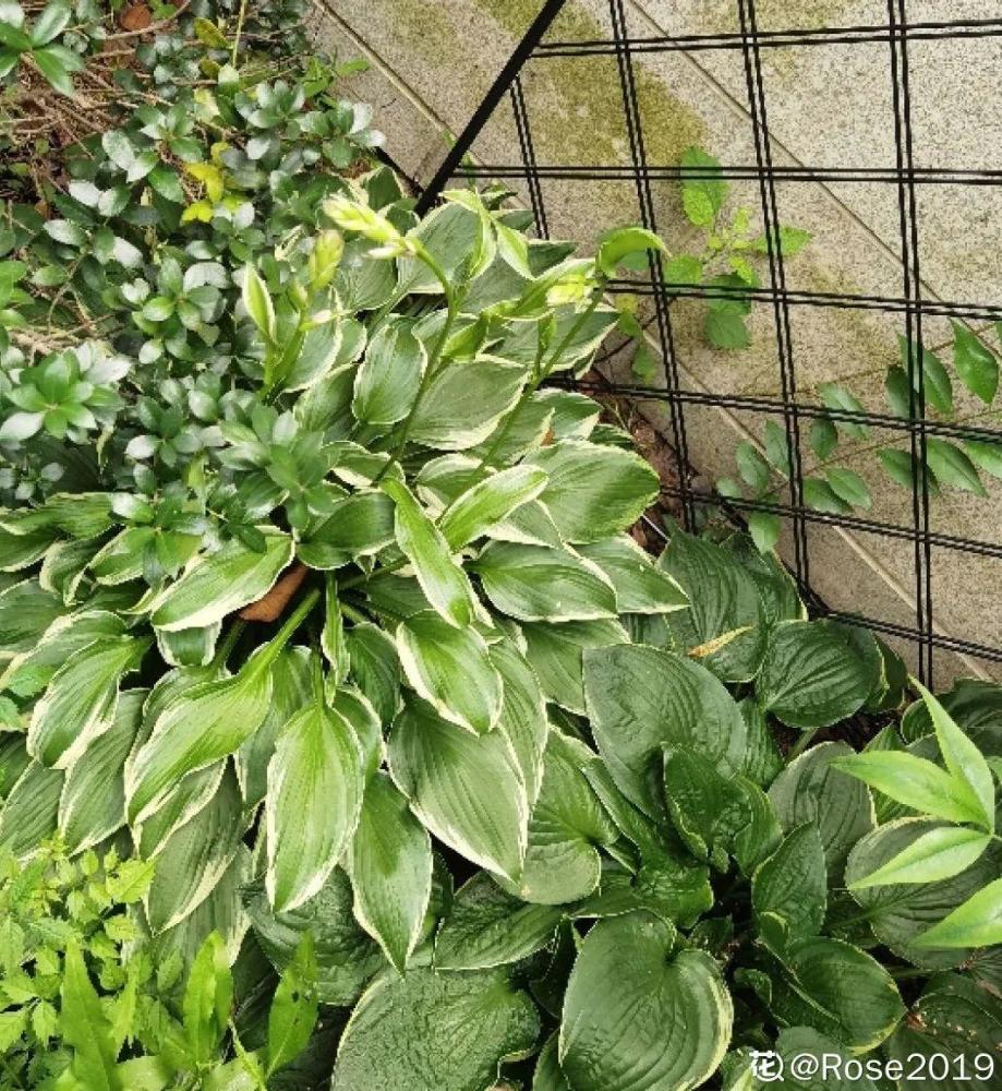 10种耐阴花放在角落里开花长成大树