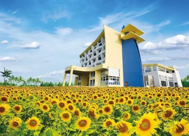 我国首个向日葵主题公园拥有百万支向日葵如今成网红打卡地