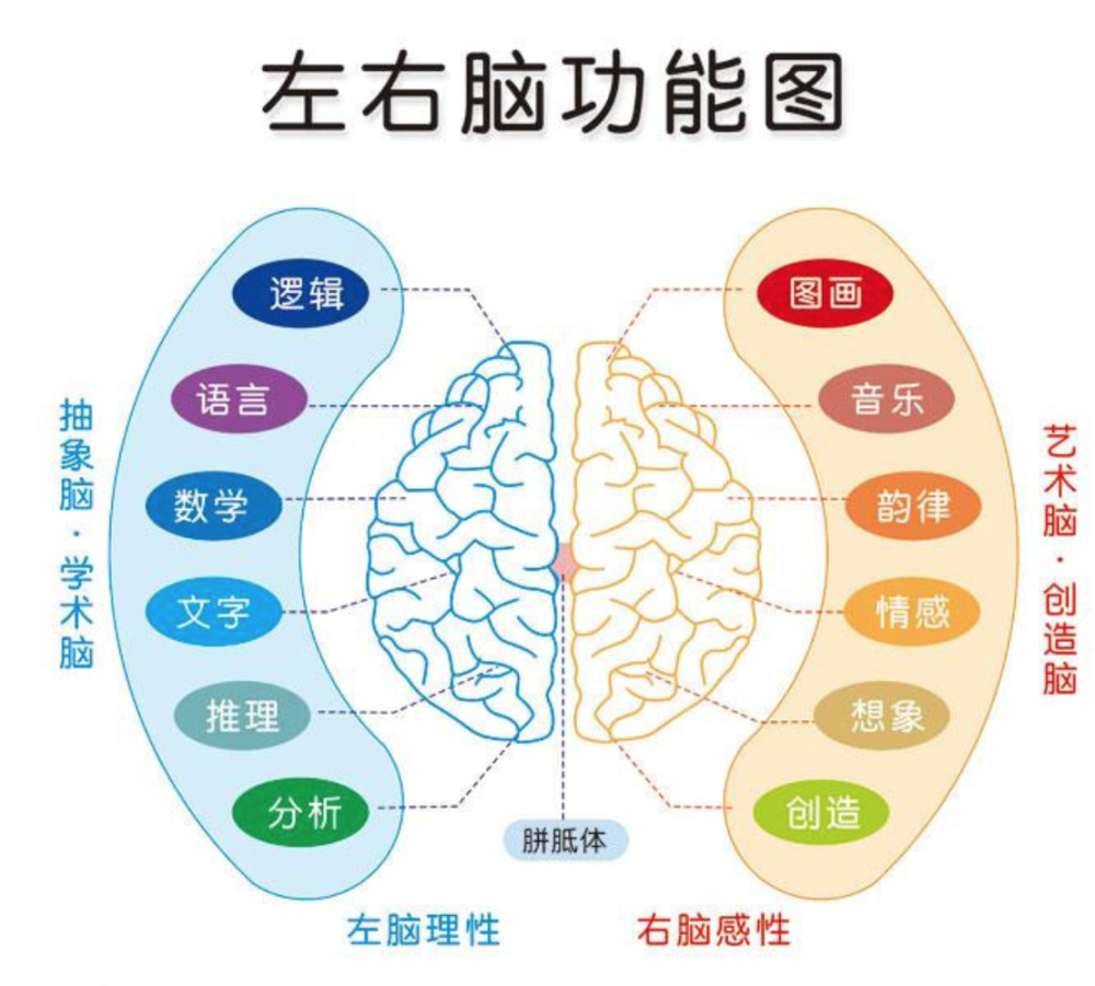 分工,比如说左脑负责人类的理性,语言,文字,分析等,而右脑主要负责