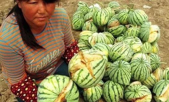 肥料|10月起，全国严查！再卖这些肥料就是违法！最高罚款5万元，判刑15年！