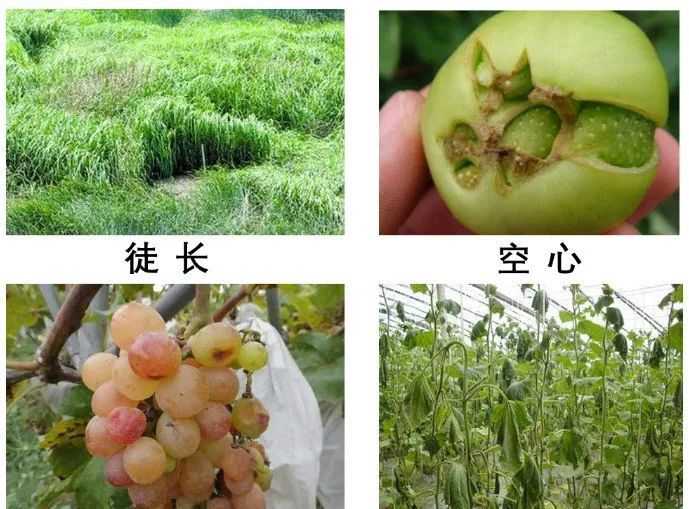 肥料|10月起，全国严查！再卖这些肥料就是违法！最高罚款5万元，判刑15年！