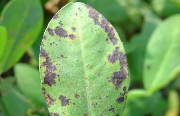 5,防治黄瓜霜霉病,白粉病,在发病初期使用,用3%可湿性粉剂467～600克