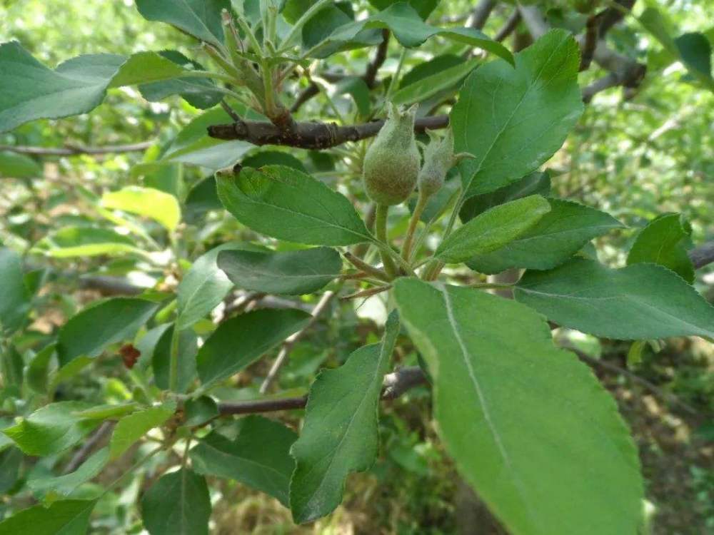 苹果坐果期病虫害如何防治 科学种植是关键 助农增产增收 腾讯新闻