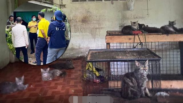 猫咪|女教师失业后竟与40多只猫咪反锁在家中同吃住