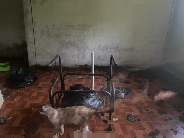 猫咪|女教师失业后竟与40多只猫咪反锁在家中同吃住