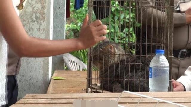 猫咪|女教师失业后竟与40多只猫咪反锁在家中同吃住