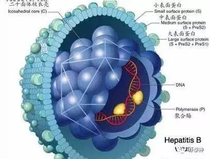 乙肝|知识赋能——乙肝病毒治愈：为什么、怎么做、什么时候？