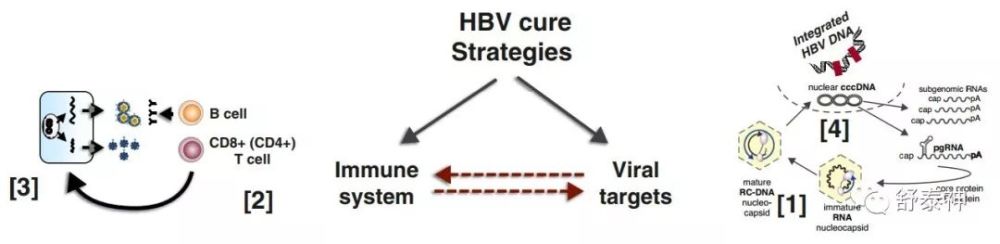 乙肝|知识赋能——乙肝病毒治愈：为什么、怎么做、什么时候？