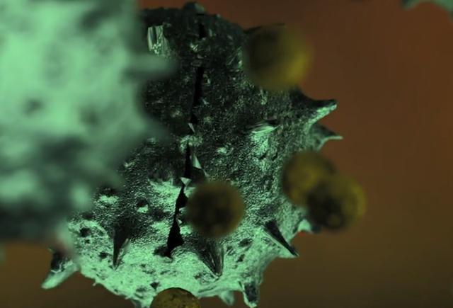 美国|第一只感染新冠美国狗死亡，7岁生日之前开始呼吸困难