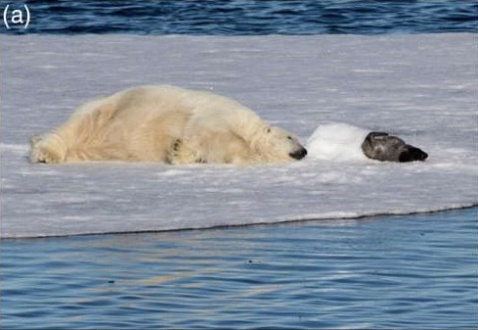 北极熊|食物多到吃不了？来看看动物界是怎么囤积粮食的