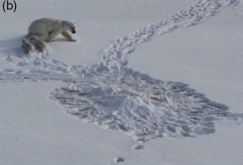 北极熊|食物多到吃不了？来看看动物界是怎么囤积粮食的