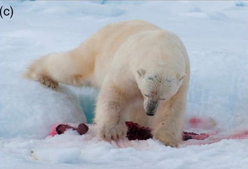 北极熊|食物多到吃不了？来看看动物界是怎么囤积粮食的