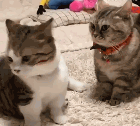 小短腿猫打架真的太可爱了