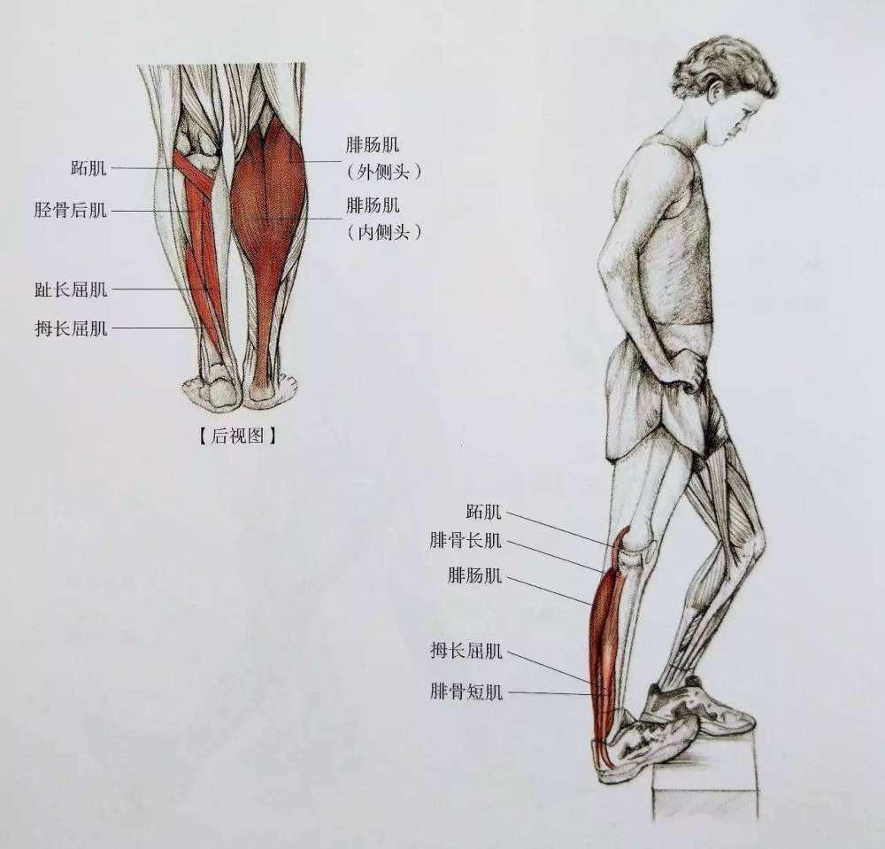 運動後肌肉痠痛怎麼辦預防是關鍵拉伸是重點