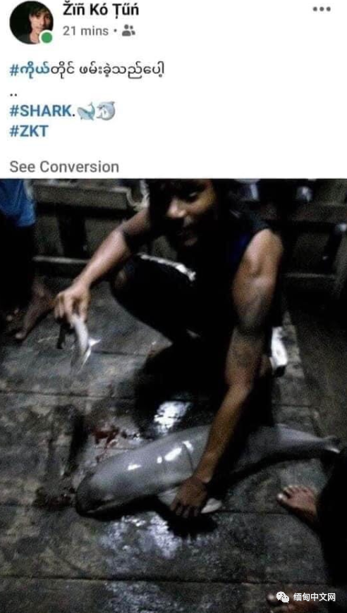 伊洛瓦|太猖狂！缅甸男子不仅杀害食用“国宝”，还拍照在社交网站炫耀