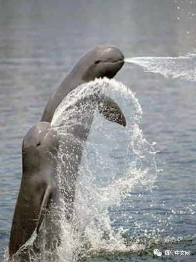 伊洛瓦|太猖狂！缅甸男子不仅杀害食用“国宝”，还拍照在社交网站炫耀