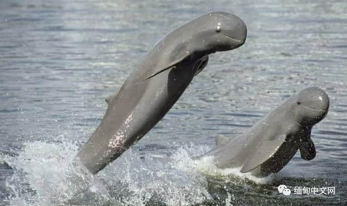 伊洛瓦|太猖狂！缅甸男子不仅杀害食用“国宝”，还拍照在社交网站炫耀