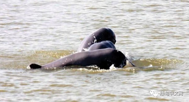 伊洛瓦|太猖狂！缅甸男子不仅杀害食用“国宝”，还拍照在社交网站炫耀