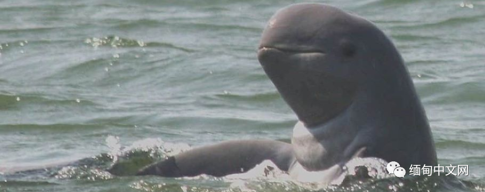 伊洛瓦|太猖狂！缅甸男子不仅杀害食用“国宝”，还拍照在社交网站炫耀