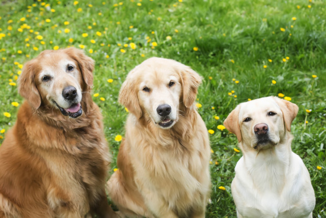 拉拉|幼犬|导盲犬|拉布拉多犬|金毛狗|大金毛