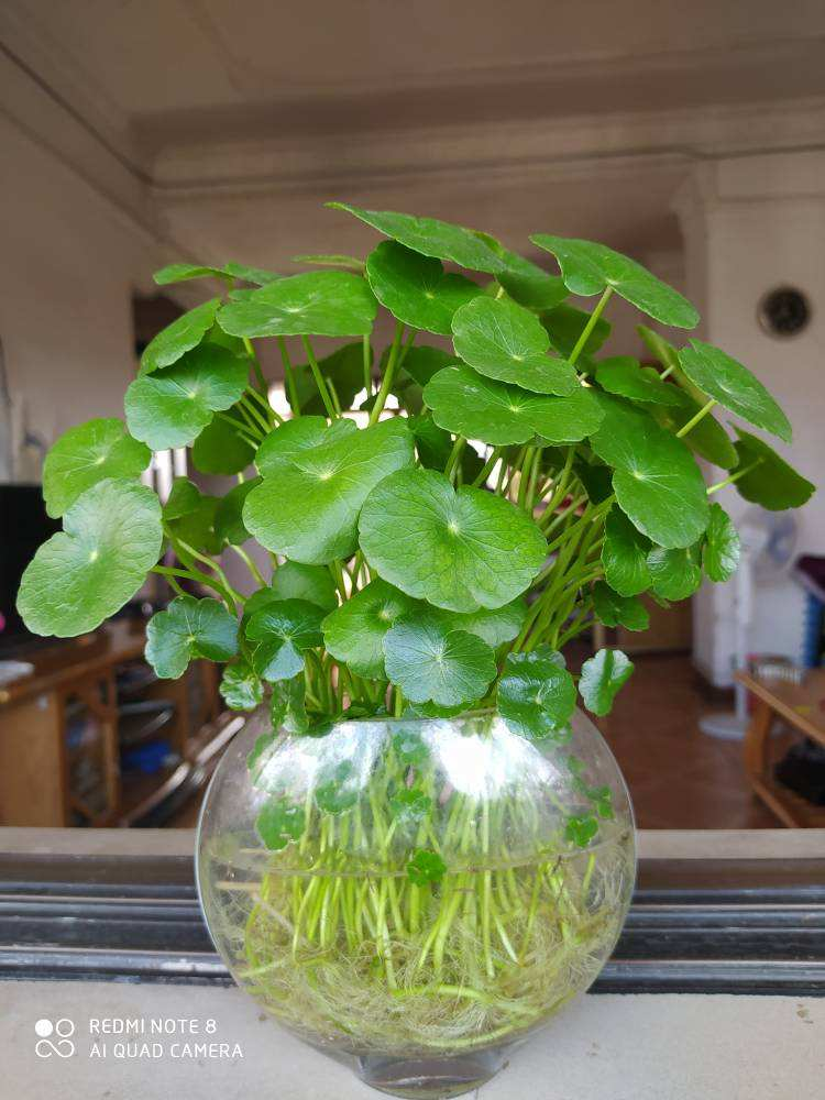 水培植物有要点,注意勤换水,长得更茂盛_腾讯新闻