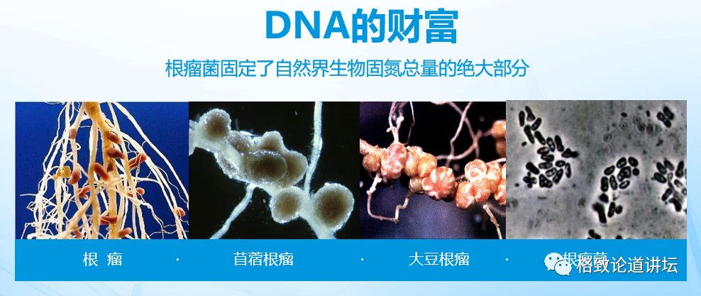基因工程|21世纪的基因工程究竟意味着什么？DNA是福祸之源，也是财富