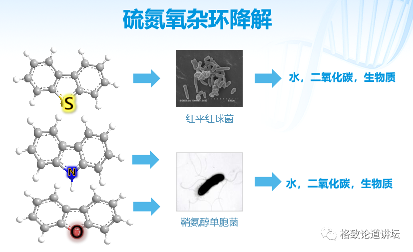基因工程|21世纪的基因工程究竟意味着什么？DNA是福祸之源，也是财富