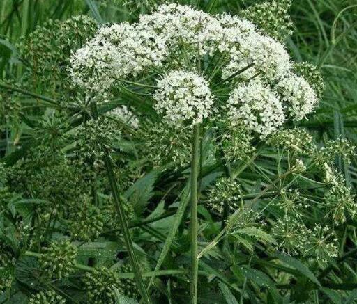 毒芹之所以叫做芹菜,在平时的时候毒芹菜全身有臭味,所以遇到的时候