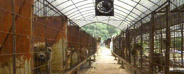 狗狗|土狗|汪星人|笼子