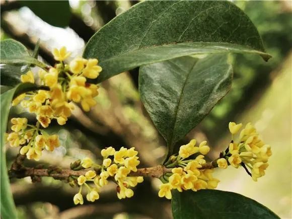 乐悠游 夏日里闻秋香上海植物园早银桂反季开花 腾讯新闻