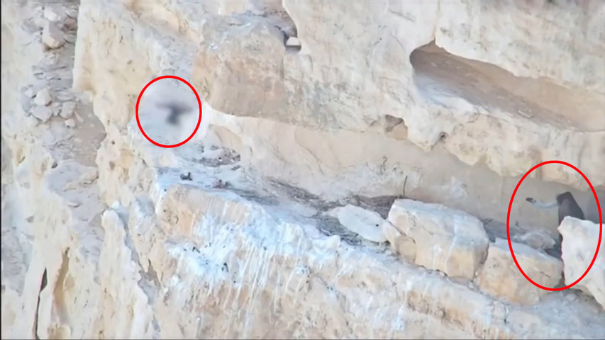 秃鹫|学会飞了！失去母亲的濒危小秃鹫被“无人机妈妈”成功喂大