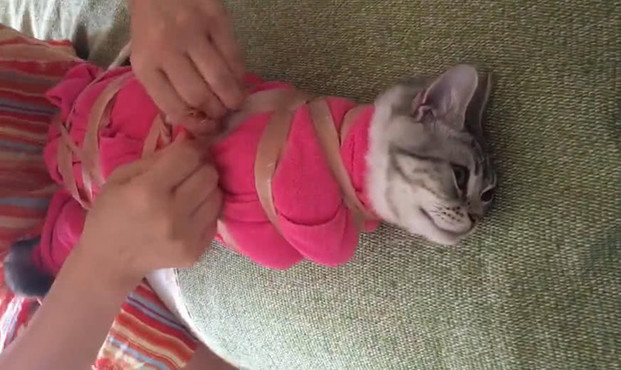 猫咪|怕猫咪抗拒打疫苗，女子想了一夜后开了大招：你还能折腾吗？