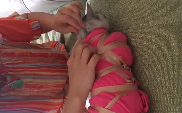 猫咪|怕猫咪抗拒打疫苗，女子想了一夜后开了大招：你还能折腾吗？