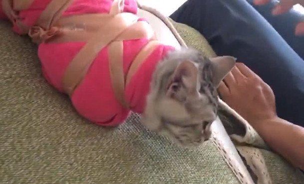 猫咪|怕猫咪抗拒打疫苗，女子想了一夜后开了大招：你还能折腾吗？